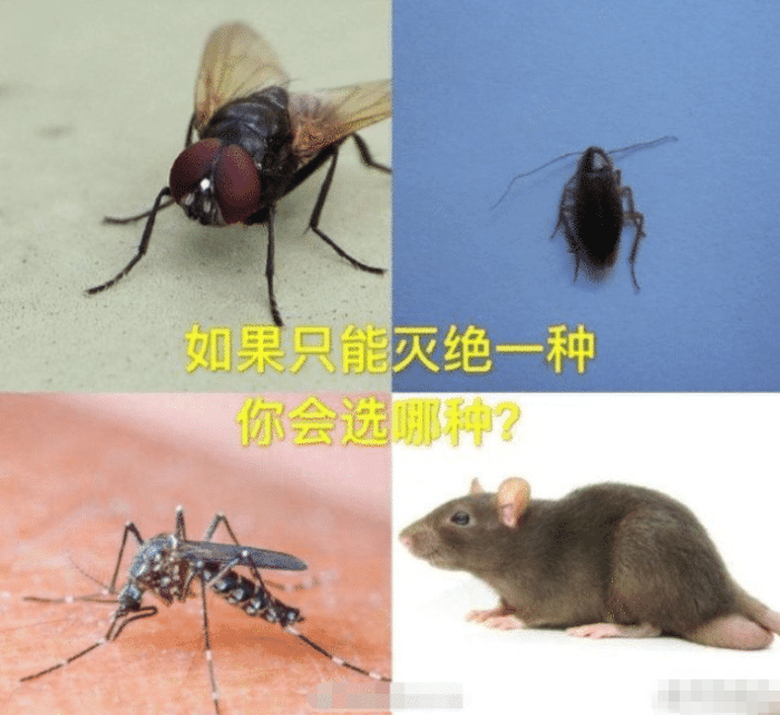|“如果下面的动物选择一样灭绝，你会选什么？”网友的答案都是一致的，哈哈哈哈哈