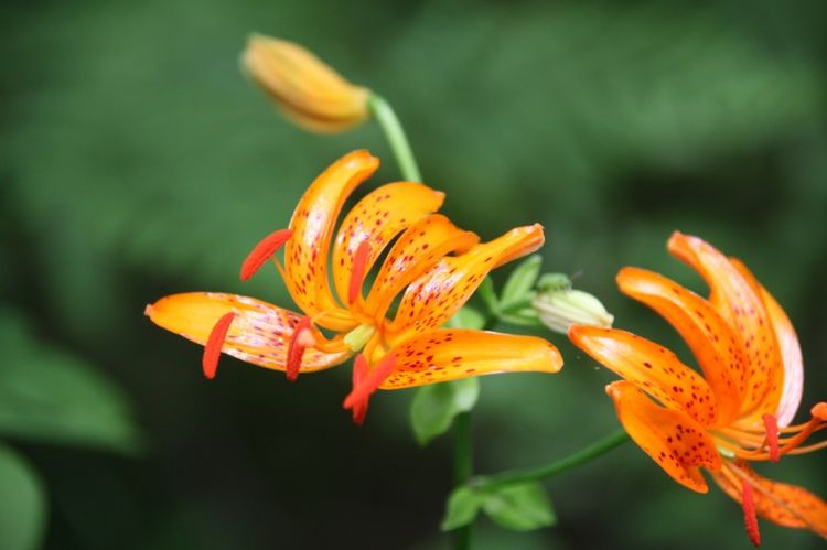 【狮子座】未来15天之内,缘分与桃花时来运转,收获幸福爱情的3大生肖!