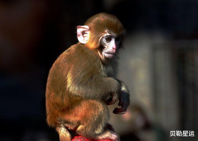 运势|生肖猴：多长个心眼，10月10特别重要，是你人生中最大“转运日”
