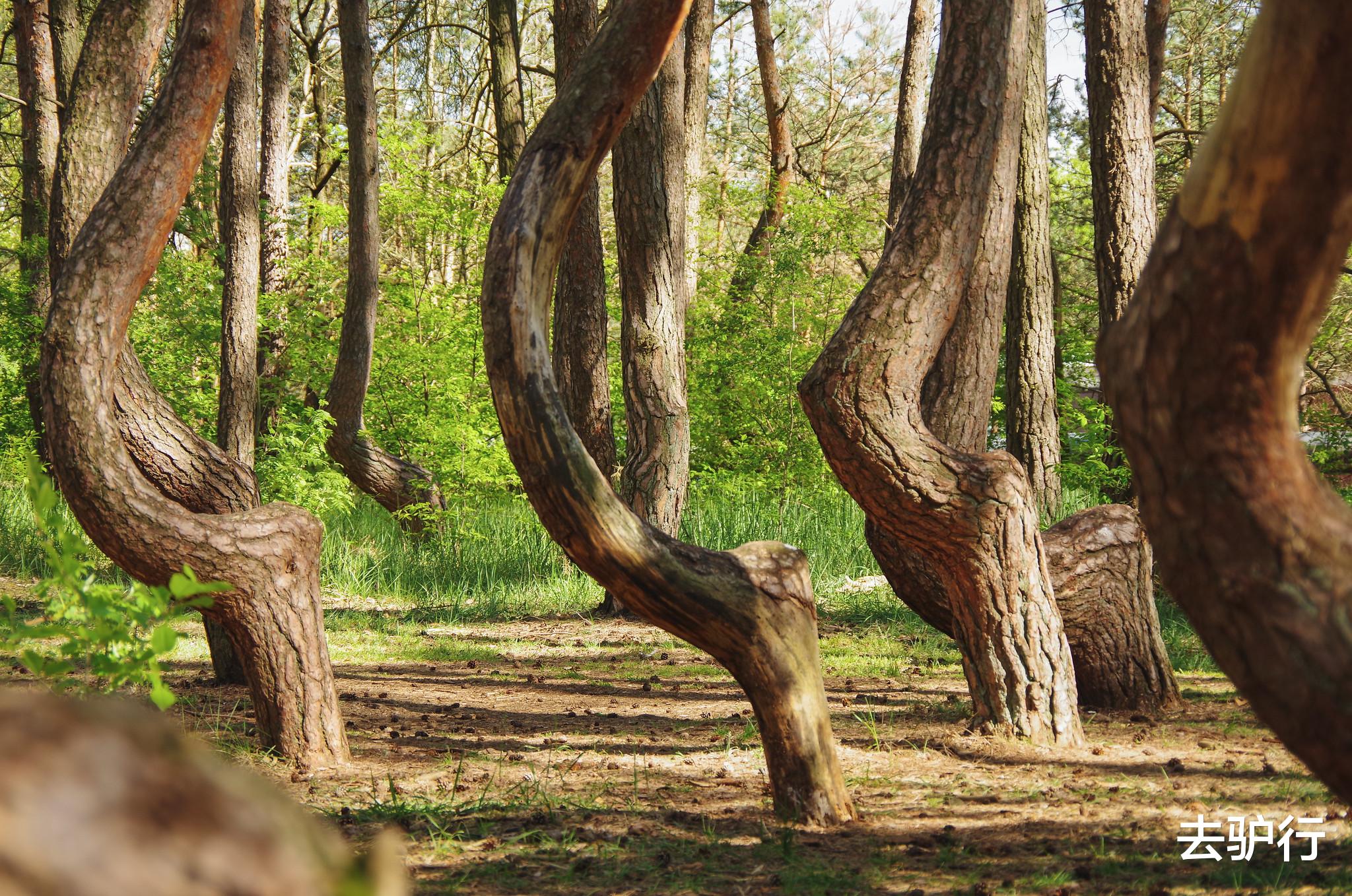 ■神奇的“弯腰”树林，向同一个方向弯曲，专家至今找不到答案