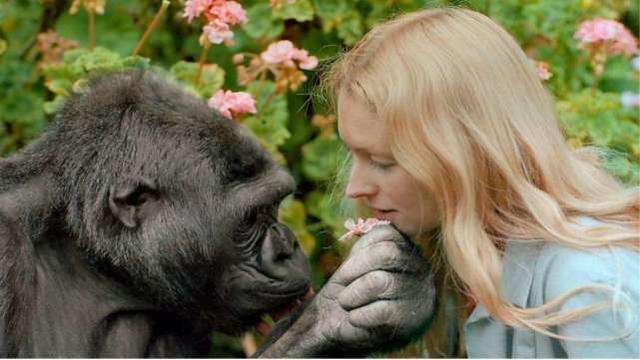 【科学家】同属人科，人和大猩猩能不能生下孩子？科学家对这个猜想做了实验