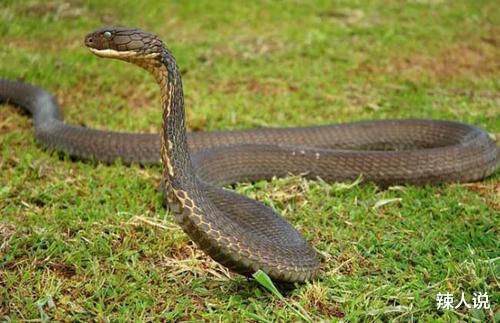 老虎|世界上十大毒蛇，眼镜王蛇响尾蛇上榜，你都见过哪些