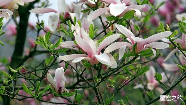 生肖▲在6月中旬，喜从天降，携手挚爱，甜蜜相伴的三大星座