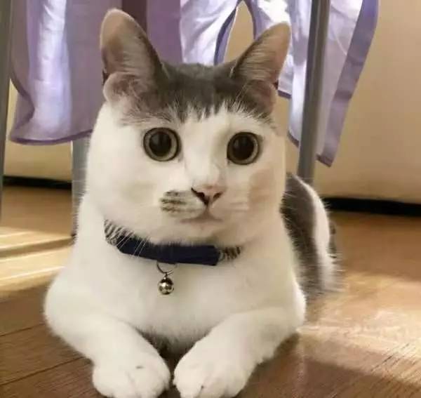 这家人养猫居然有这种大用途？你养猫这么久你知道么？