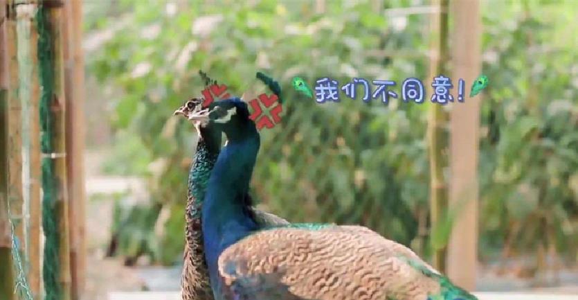 周迅■《向往的生活》变味！周迅上节目不忘带私货