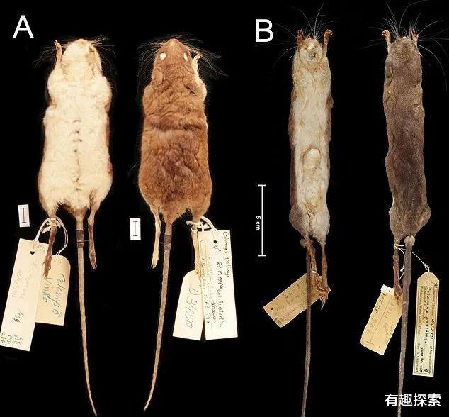 高地|绝迹93年两栖大鼠回来，灭绝47年唱歌犬现身，违背自然规则？