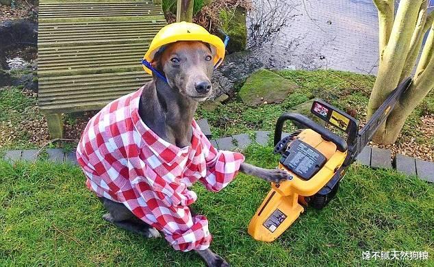 狗狗智商高的8个表现，中5个以上，恭喜你养了个“天才狗”