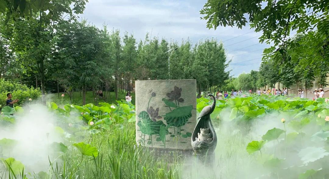 「西咸新区」西安最大的荷花基地，有上千个品种已经盛开，美不胜收，不要门票