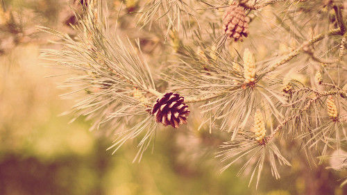 属兔|生肖兔要乐了，一定要打开，越快越好！