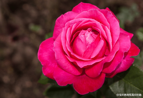 |进入8月财源滚滚，4属相好事紧随，吉星高照，左右逢源，好运不断