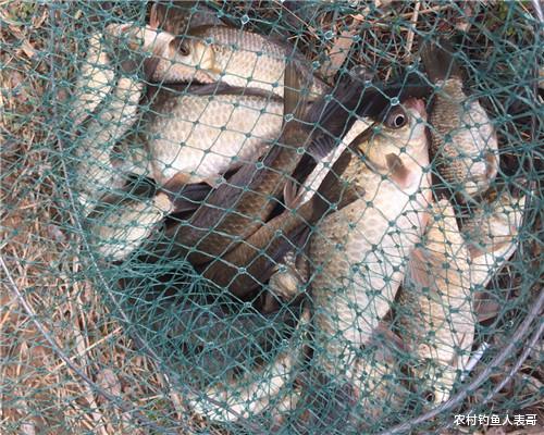 @初春野钓上几条就“停口”，问题出在哪？解析初春野钓三大技巧