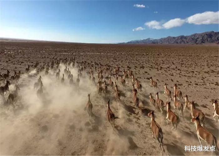 「」昆仑山深处有什么？为何会被列为禁区？因为37年的一件事！