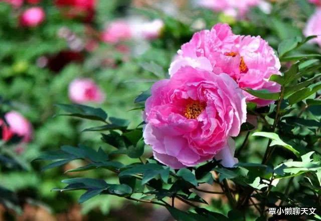 爱因斯坦▲飞到1300光年外的星球,可以看到大唐盛世吗?这里告诉你答案