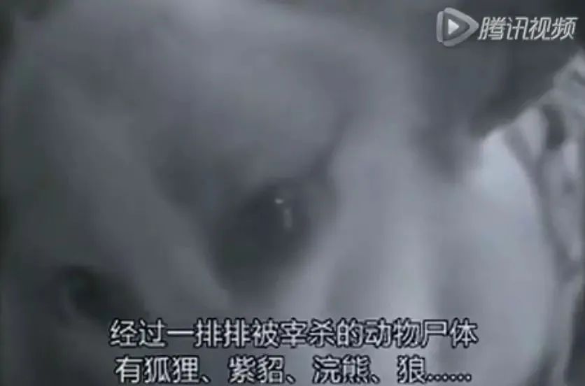 鸵鸟|网传张雨绮未能成团，富婆人设不倒：我却看到了人类贪婪的一幕