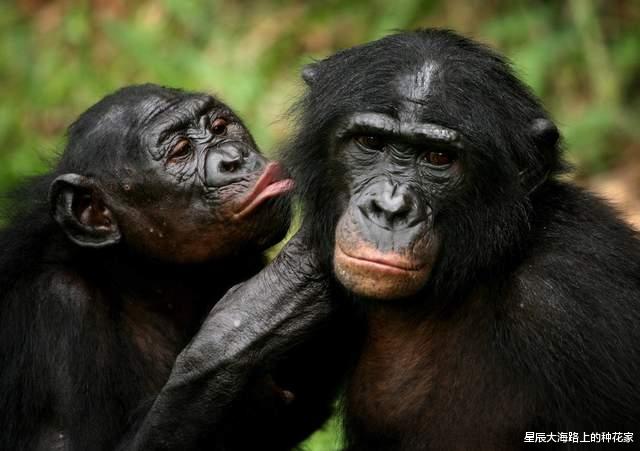 黑猩猩|表面上一夫一妻的动物,私底下混乱不堪!它们无法经受交配的诱惑!