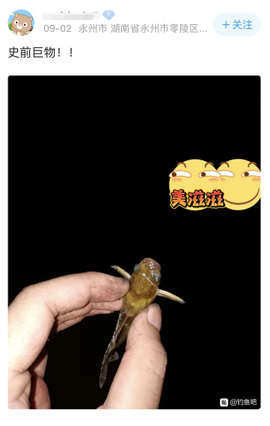 港珠澳大桥|港珠澳大桥上钓鱼？钓鱼佬的沙雕，你根本想象不到