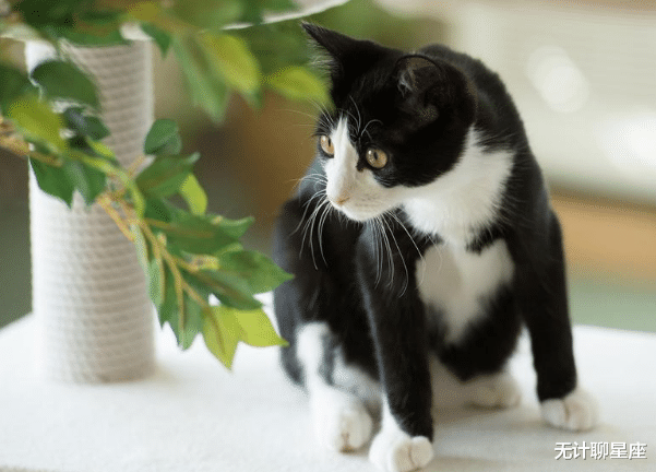 「处女座」未来6个月可能与初恋再相遇的4个星座，重燃旧情还是一笑而过？