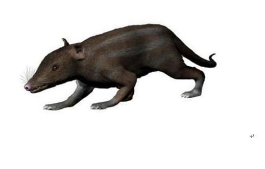 恐龙|人类的祖先竟是“老鼠”，曾与恐龙活在同一时代，成功度过大灭绝