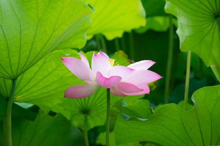 枯木逢春|9月开始熬到事业顺遂，好运追着跑，赚钱轻松，家业发达四大生肖