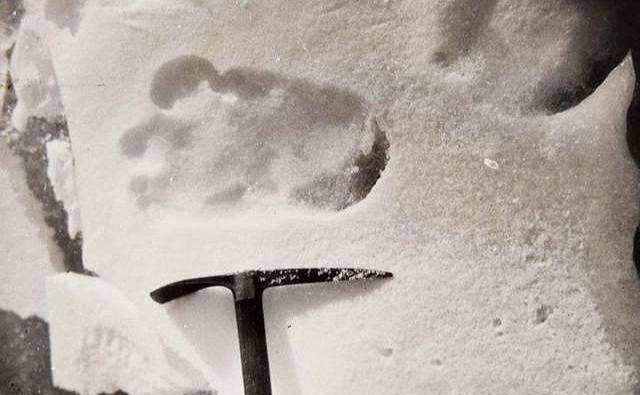 老虎@喜马拉雅发现“雪人”遗物，经高科技检查，生物学家给出意外答案