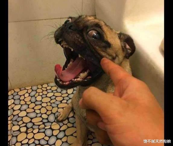 狗狗“爱”在家里尿尿，有7个原因，宠主不要急着责怪它