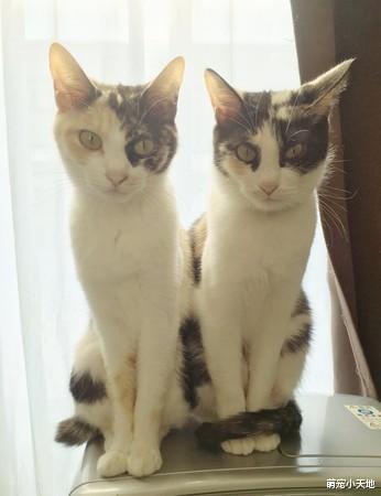 同天出生姊妹花，体型大不同网笑歪：饲料都同一只吃的吧