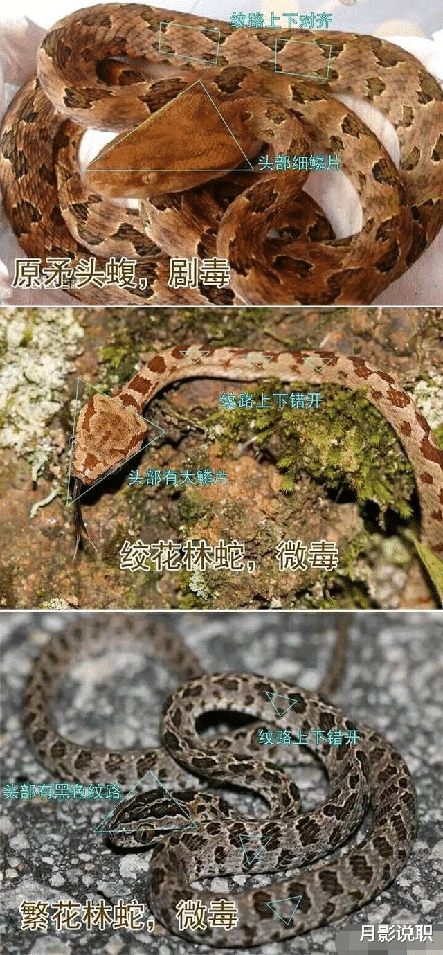 毒蛇|国内十大毒蛇之——烙铁头蛇，为何毒性不强，却破坏力十足？