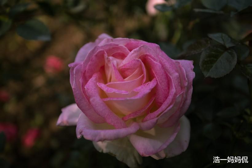 #生肖#7月3号能够吸引贵人的生肖，喜事临门，事业旺盛，正财飙升