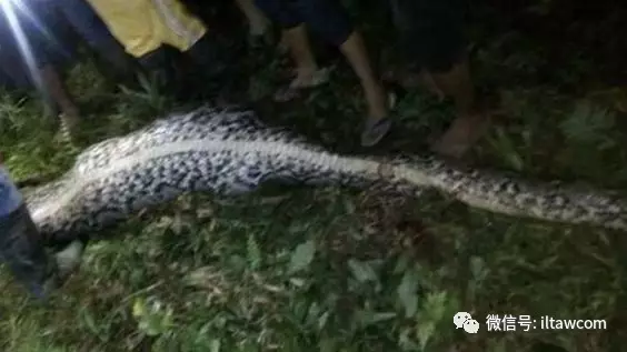 |世界上最长的蛇可以有多长?