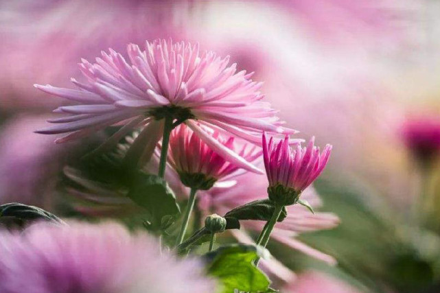 生肖|九月上半月，3生肖接福神，头顶一片晴空，脚下横财大奖，幸福满满