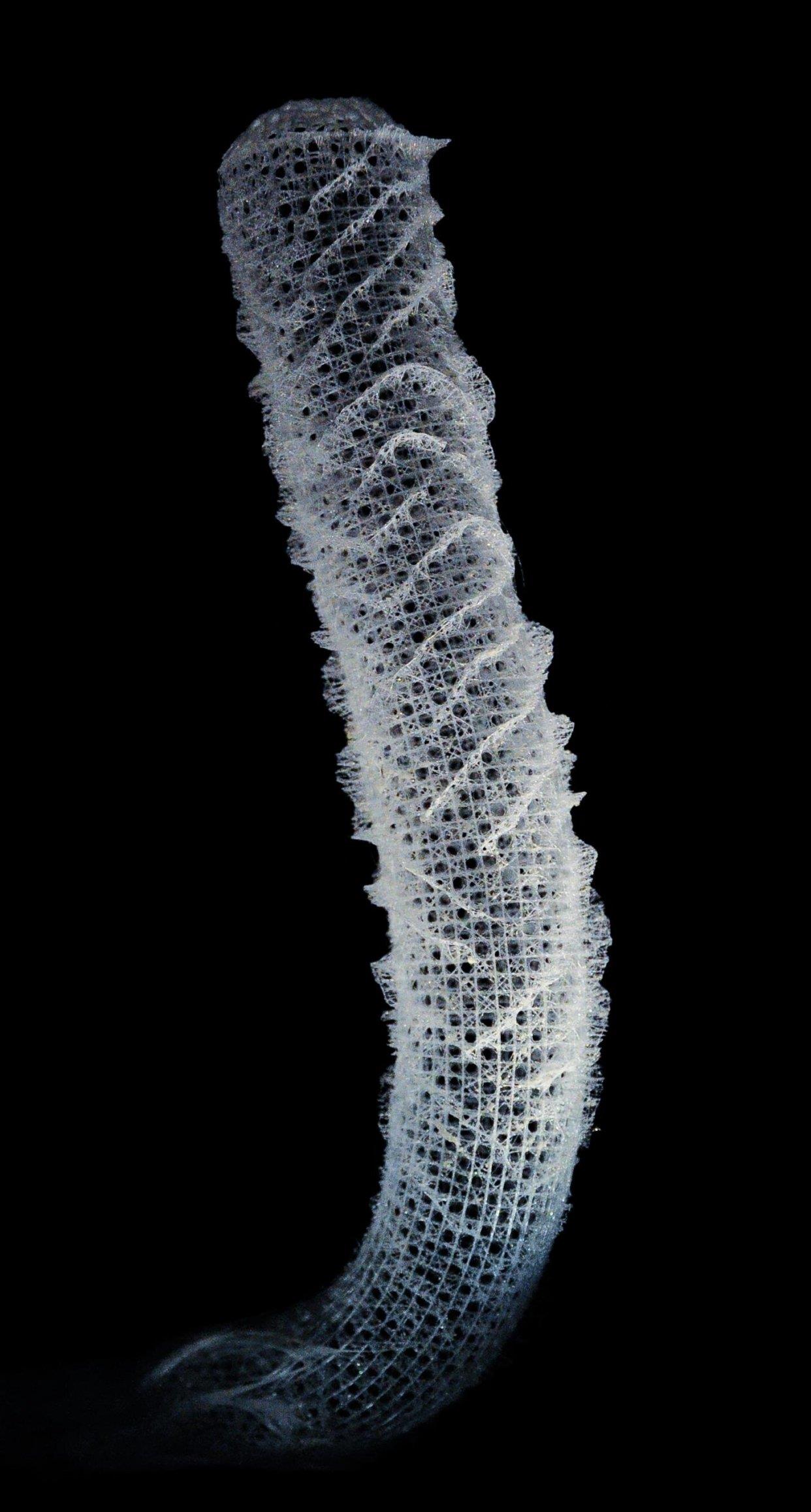 外星人|受深水海洋海绵骨骼启发 科学家开发出更强更轻的承重结构