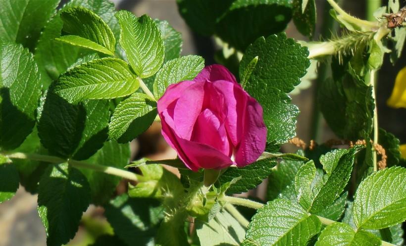 吉星|10天左右,缘分桃花突然降临,收获美好爱情笑嘻嘻的4大生肖!