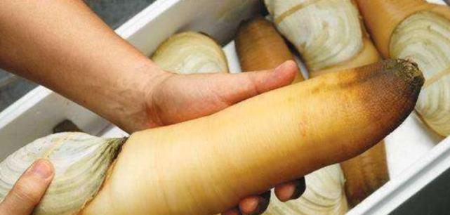 【象拔蚌】象拔蚌原来是这样挖出来的，难怪那么贵，真不愧是高级海鲜！