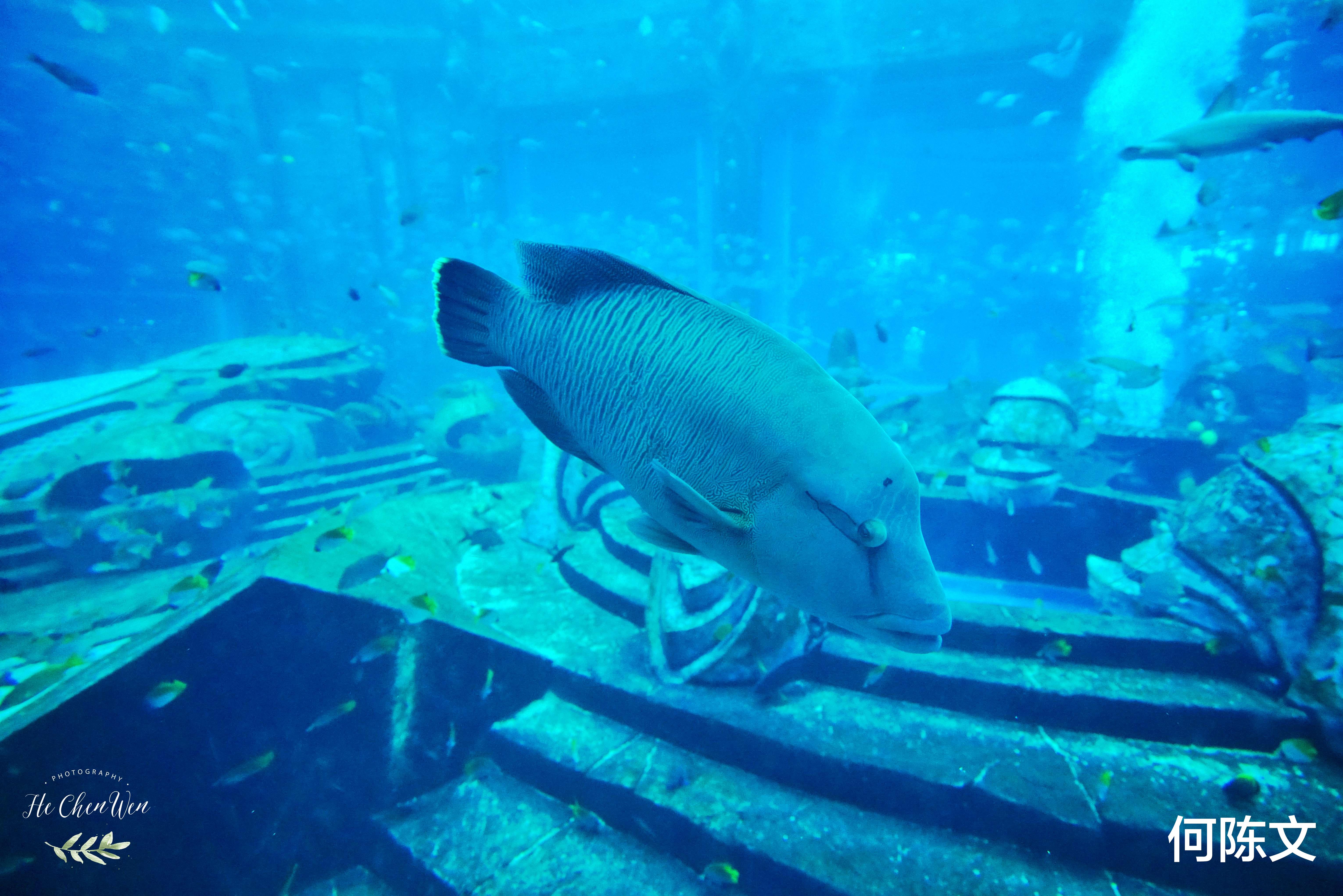 深圳市|中国唯一一家亚特兰蒂斯，一晚十万的海底套房，真的值得来住吗