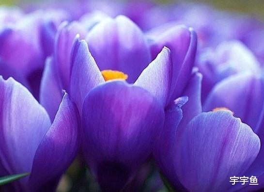 运势|未来7天好运扎堆，4属相时来运转，财运水涨船高，生活蒸蒸日上