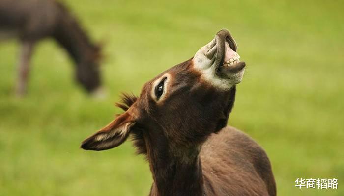 华商韬略|疯狂阿胶：中国人全球找驴，全非洲为中国偷驴，东阿市值跌百亿