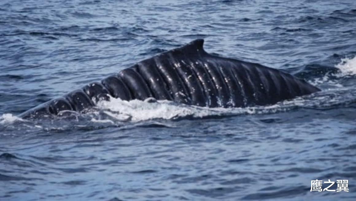 海洋生物|航母的螺旋桨有多可怕?看看这些鲨鱼的伤口,真是于心不忍