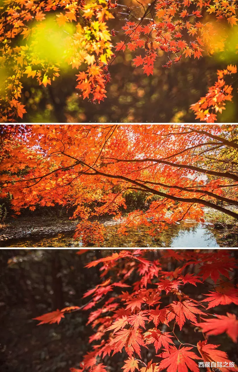 自驾|秋天最美的8条自驾路线！9月10月美成天堂，错过就要再等一年！