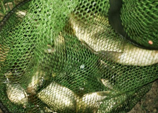 @用不完的蚯蚓,用这3种保存方法,下次钓鱼依然能用