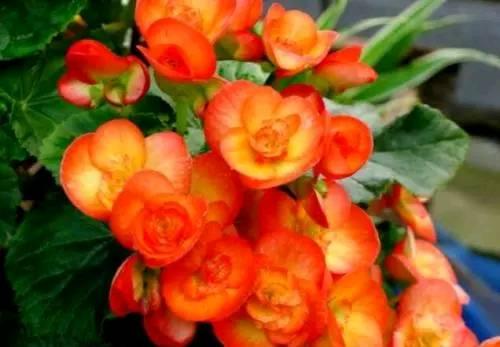 「生肖」为子女而活的三生肖女，舍不得吃舍不得穿，总想把最好的留给孩子