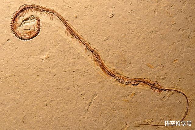 毒蛇|如果被毒蛇咬了，是不是马上抓住蛇，把蛇胆吞下就没事了？