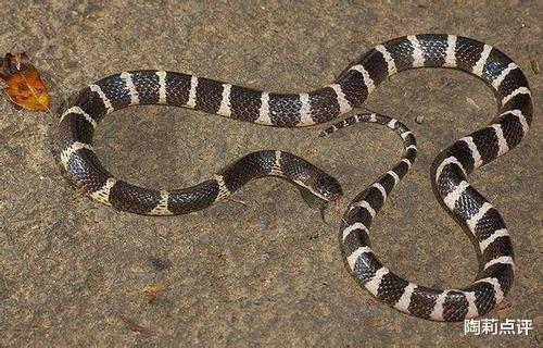 毒蛇|盘点我国国内的那些毒蛇，在野外活动一定要小心脚下