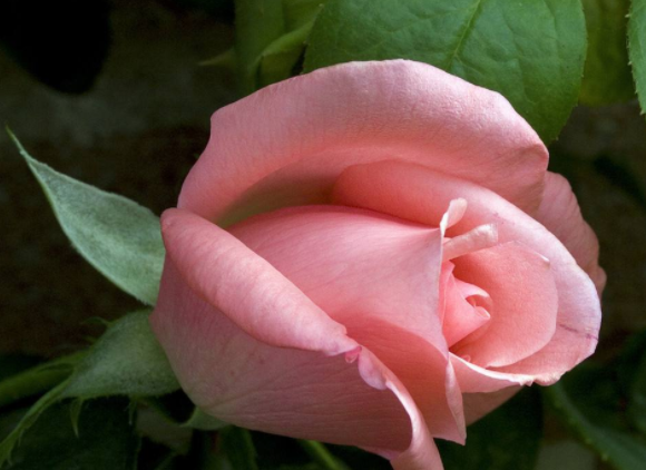 生肖|天生“凤凰命”的3个生肖女,生活越过越滋润,夫妻恩爱子女孝顺