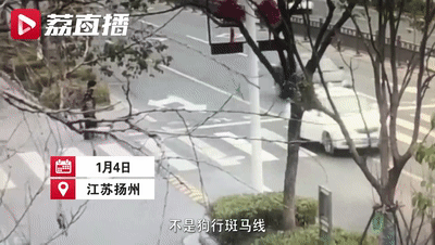 都市热报 大妈遛狗不拴绳，狗被撞死负全责！大妈不服：走的斑马线！