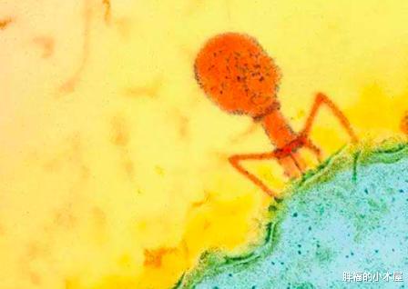 【微生物】人类体内共有380万亿多个病毒，为什么我们却活得好好的？
