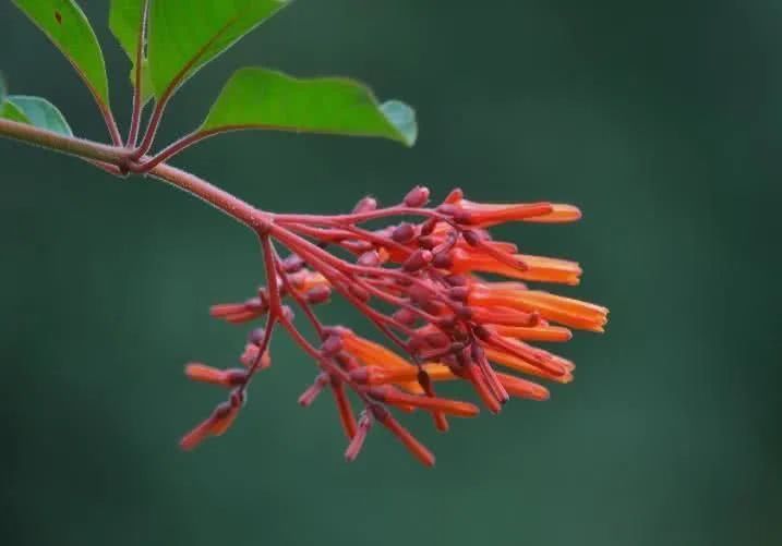 「运势」6月下旬开始运势大逆袭，大发利市，美梦全实现的四大生肖