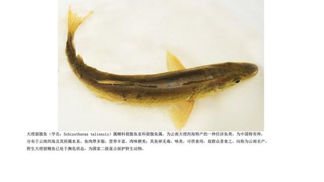 水库@钓到这几种鱼千万别吃，赶紧放掉！