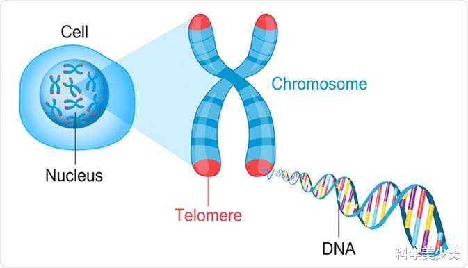 蝙蝠|为什么男性寿命更短,是什么限制了人类寿命?