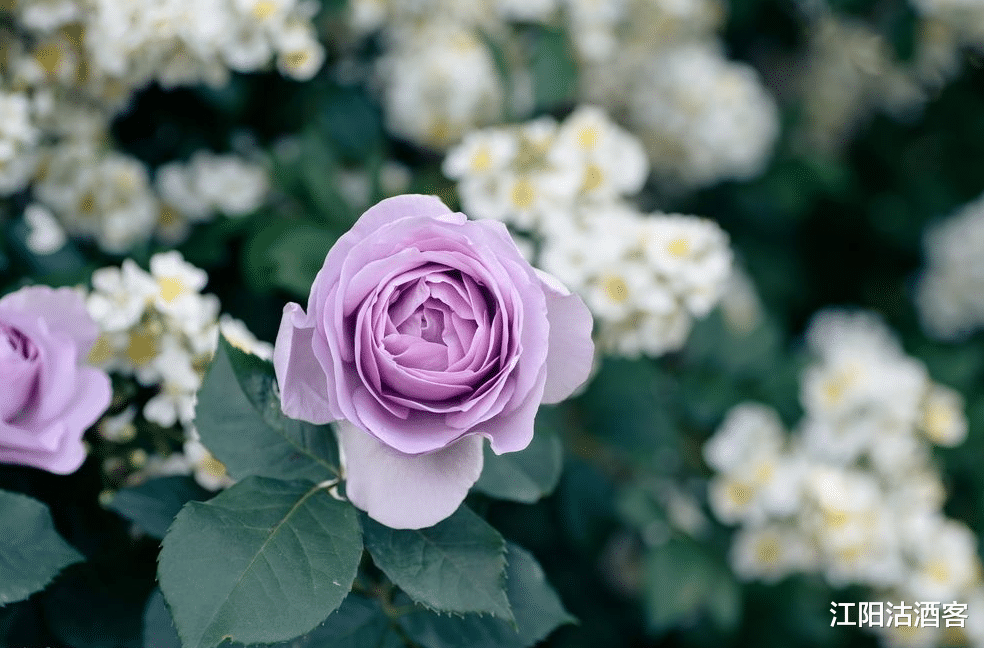 「生肖」未来一月，财运高涨，求财有道，富贵又多金的3大生肖