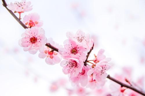 『天蝎座』四月，桃花入命，情话烫耳，红着脸颊，甜蜜恋爱，悄然而至的星座